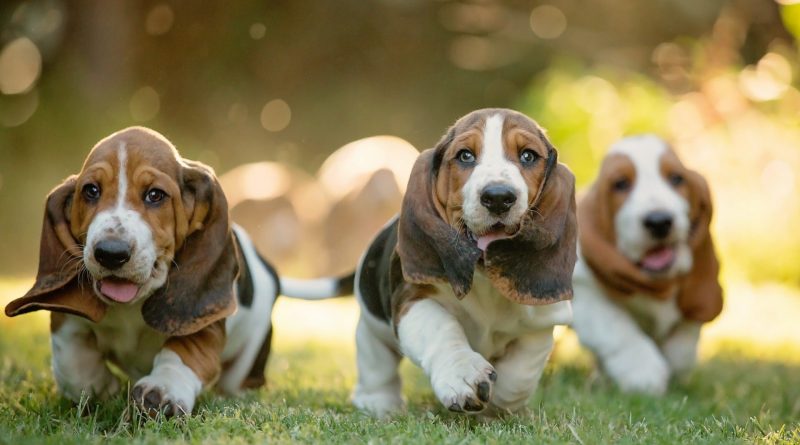 baset-basset-panakei